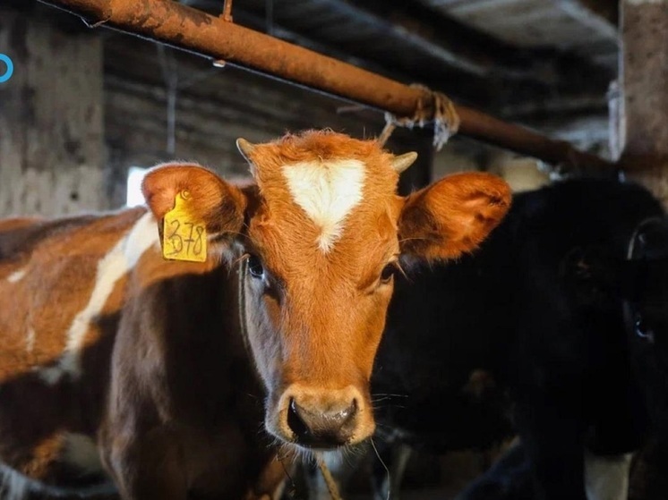 Жителей НАО озадачили налогом на продукцию племенного животноводства