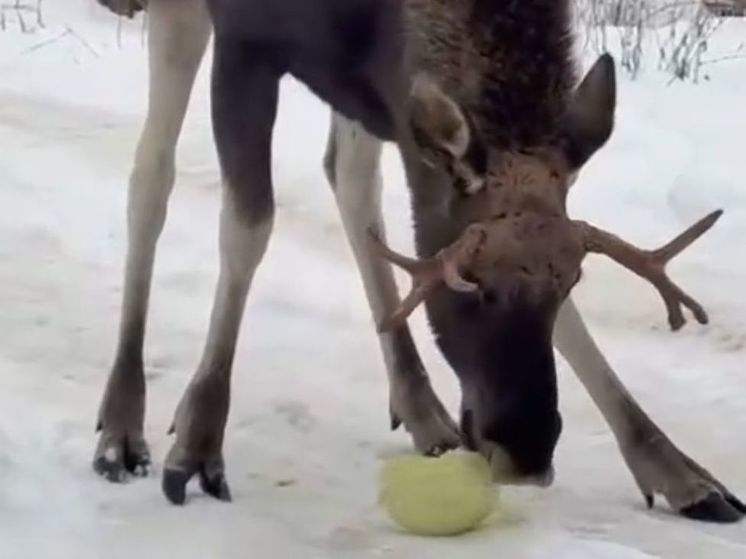 Житель Подмосковья завел себе сохатого друга и дал ему имя