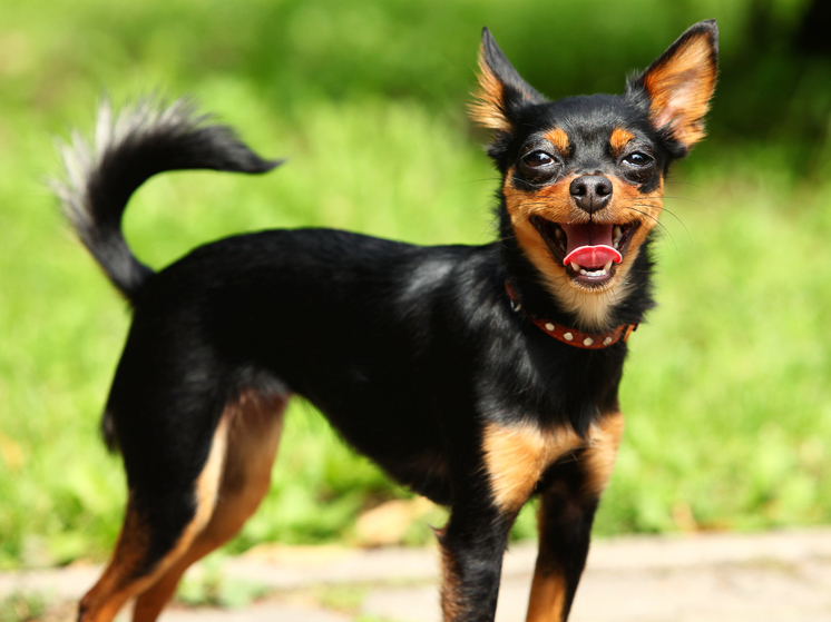 Той-терьер: названы плюсы и минусы этой породы собак