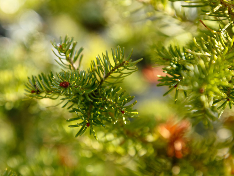 В Екатеринбурге открываются мобильные пункты для сбора новогодних елок