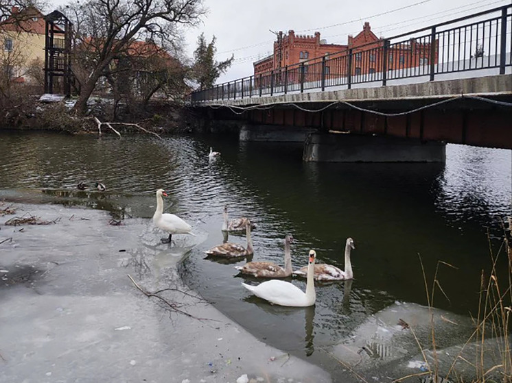 В Озерске на воду Анграпы спустили лодки в попытке поймать раненого лебедя