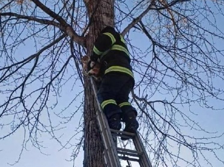 В Еврейской автономии спасатели помогли кошке, которая не смогла спуститься с дерева