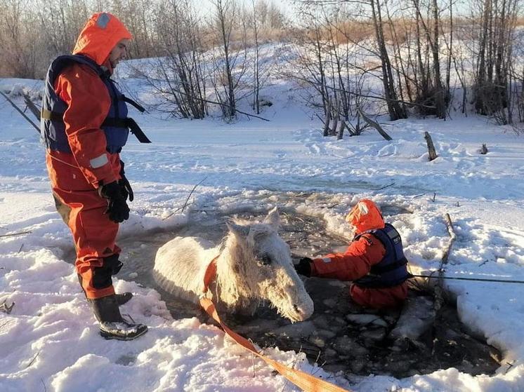 В Челябинской области спасатели вытащили из пруда замерзающую лошадь