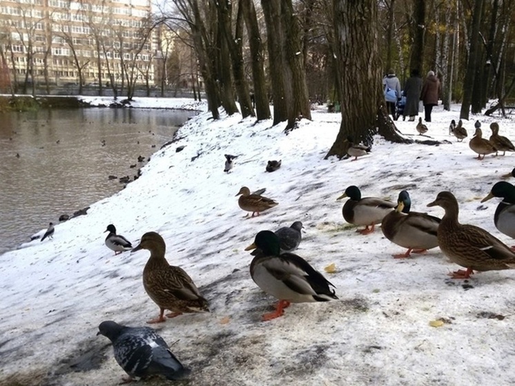 В Екатеринбурге начался подсчет зимующих уток