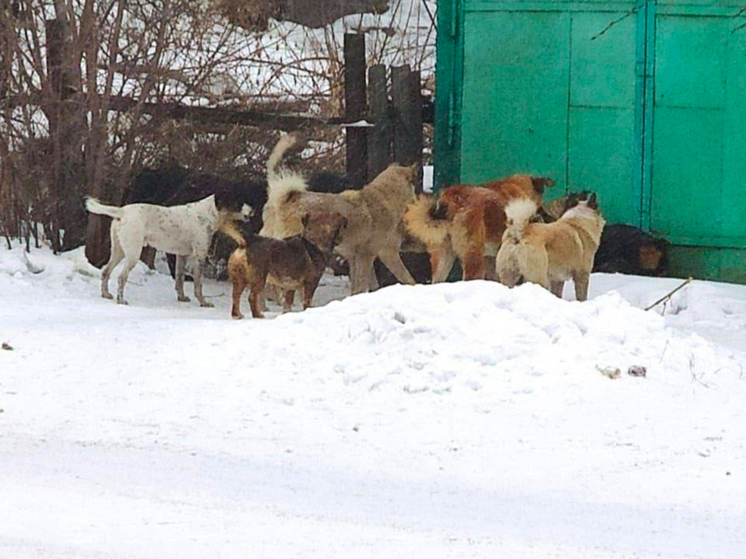 Бродячие собаки наводят страх на жителей кузбасского города