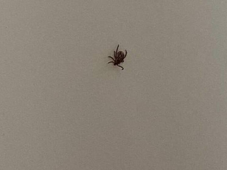 Эксперты связали с аномально теплой температурой присасывание клеща в Томском районе