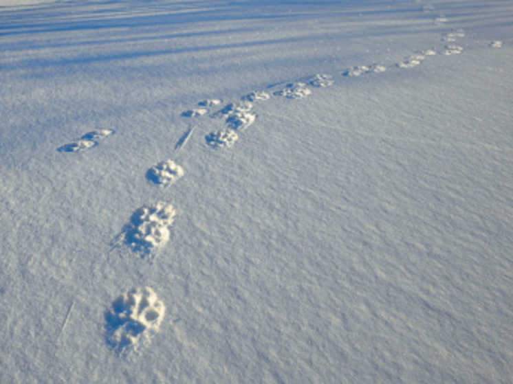 Охотинспекторы Чукотки вышли на зимние маршрутные учёты численности животных