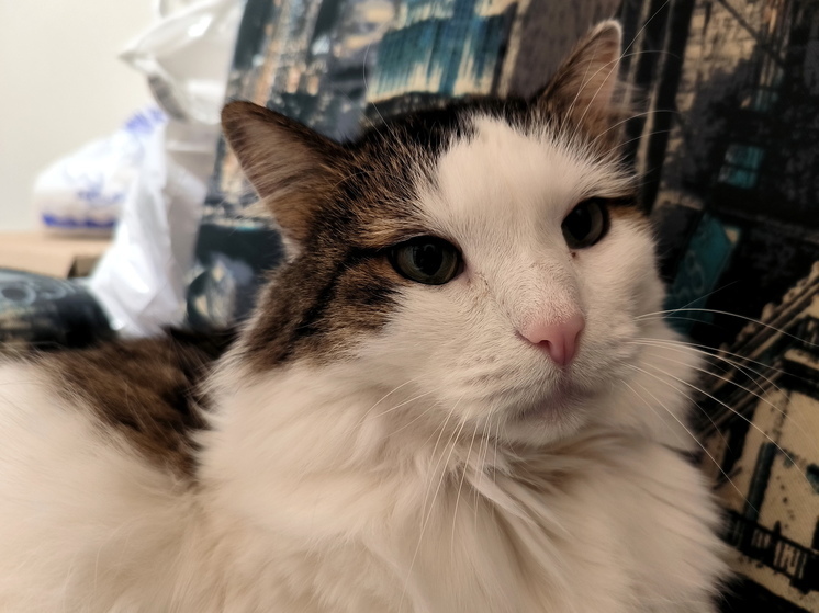 В КНР кошка отправила письмо начальнику своей хозяйки, "уволив" ее, сообщили СМИ