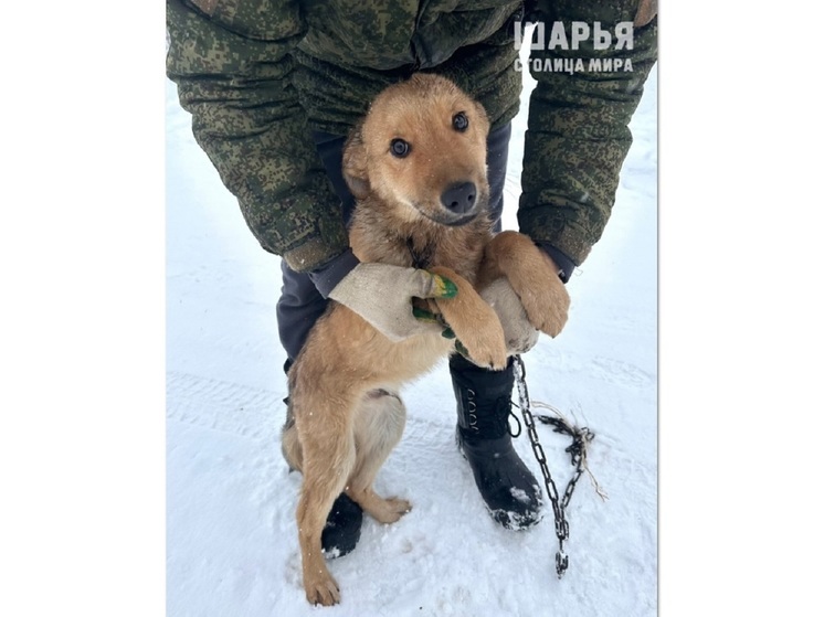 Добросердечные жители Шарьи спасли брошенных в лесу собак