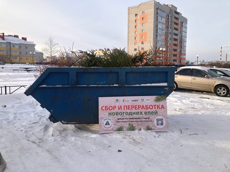 Сегодня последний день, когда вологжане могут сдать елку в переработку