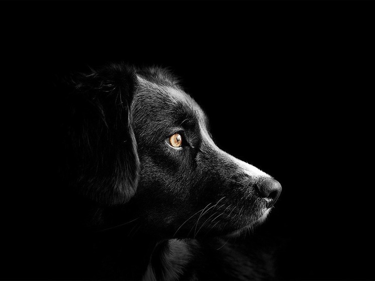 В Тюменской области собака укусила девочку за ногу