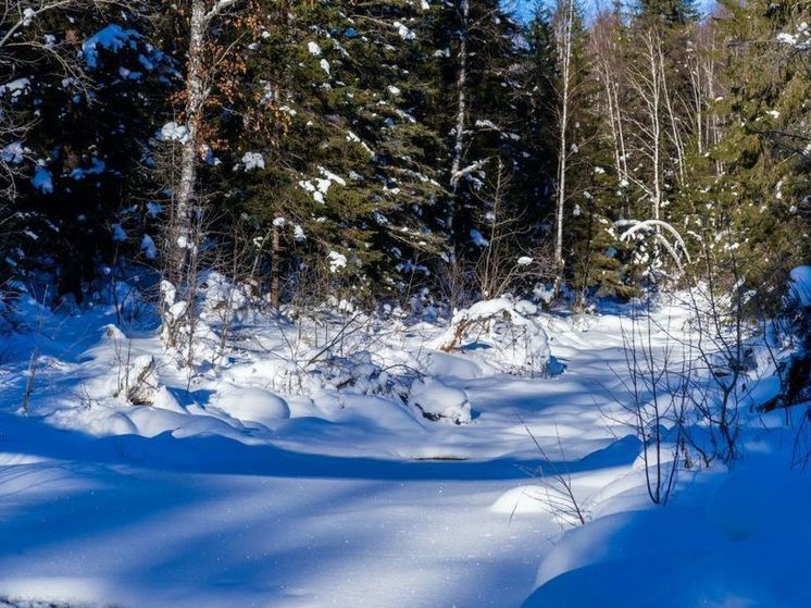 Волки в нацпарке Зигальга вышли на мышиную охоту