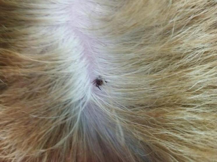 Клещи активизировались в Подмосковье в январе