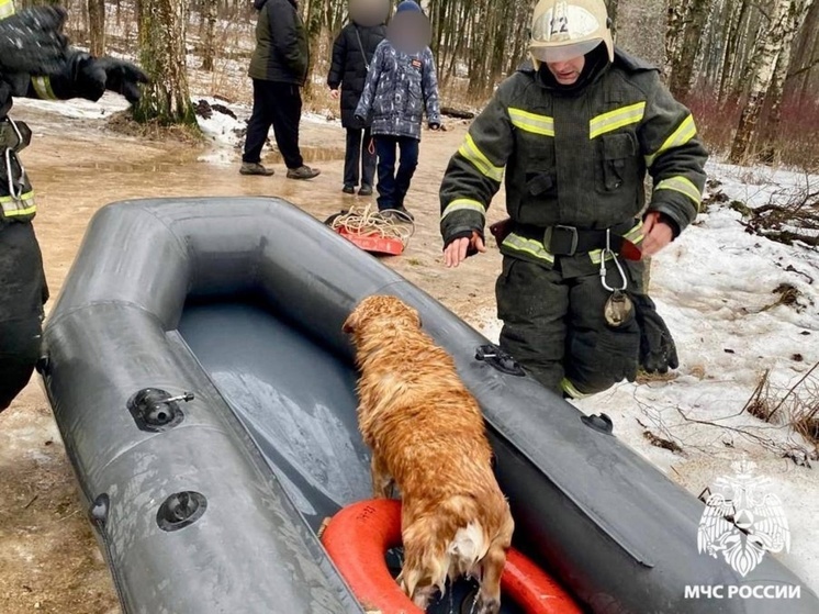 В Тверской области собака вышла на тонкий лед: "пушистого водолаза" выловили спасатели