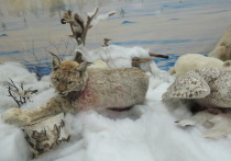 Жители города Арамиль Свердловской области жалуются на рысь, которая ходит по рабочему поселку на улице Химиков