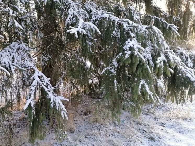 В луховицком лесу нашли тело мужчины, пропавшего накануне в Зарайске