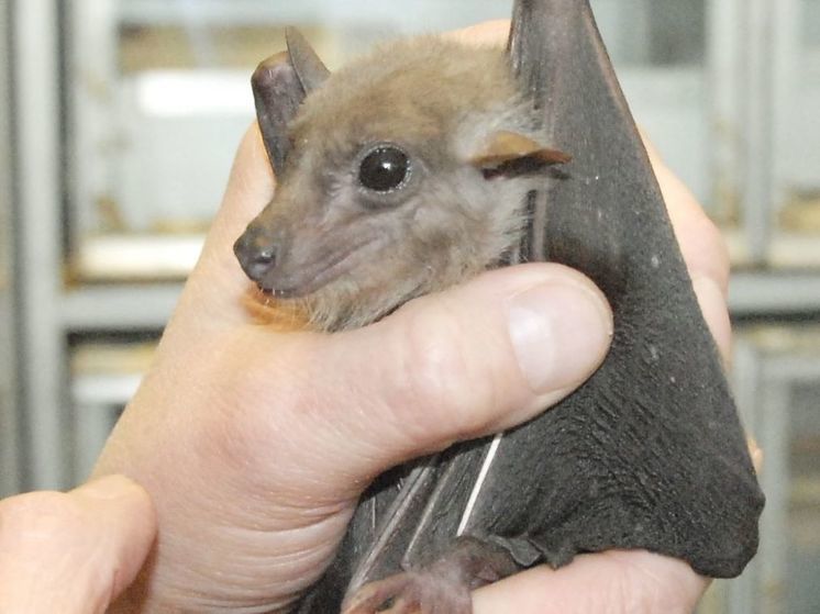 Летучие мыши активизировались в Подмосковье из-за аномально тепла