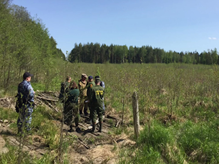  Экс-сотрудники Комлесхоза Подмосковья получили сроки за незаконную рубку леса
