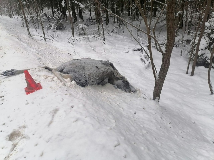 За год во Владимирской области сбили 128 диких животных