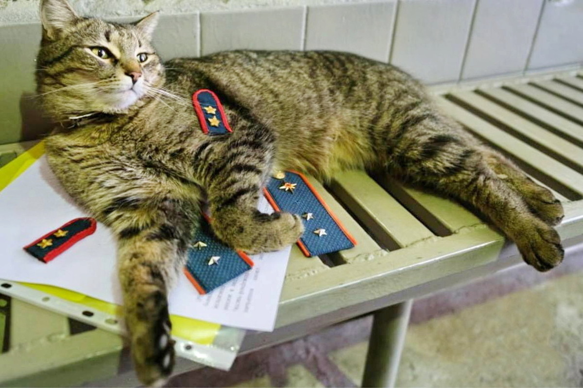 Кота-прапорщика из пожарной части выдвинули на международную премию
