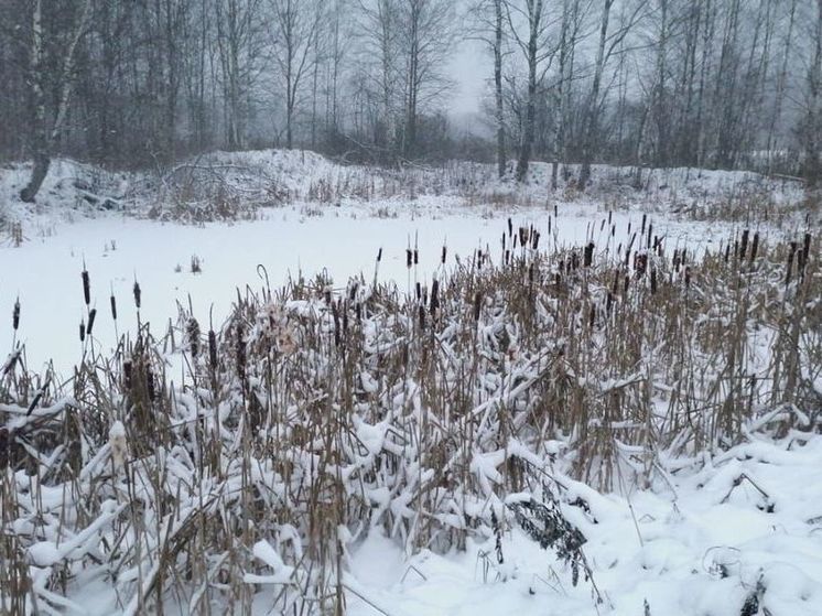 В Подмосковье спасли лося, который провалился под лед