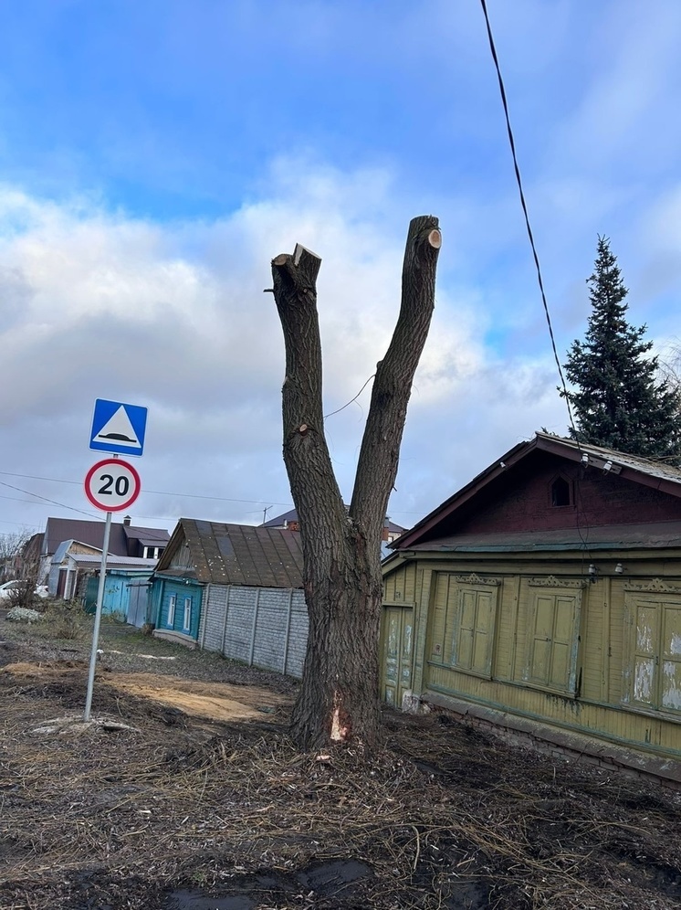 В Орле жители улицы Энгельса пожаловались на тотальную выпиловку деревьев