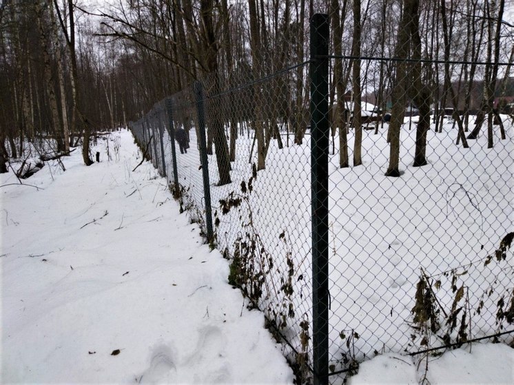 Специалисты напомнили о штрафах за самовольное занятие участков в лесах Подмосковья