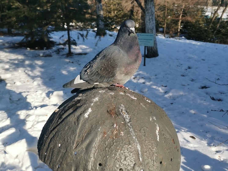 Антициклон принесет в Приморье солнечные и морозные выходные