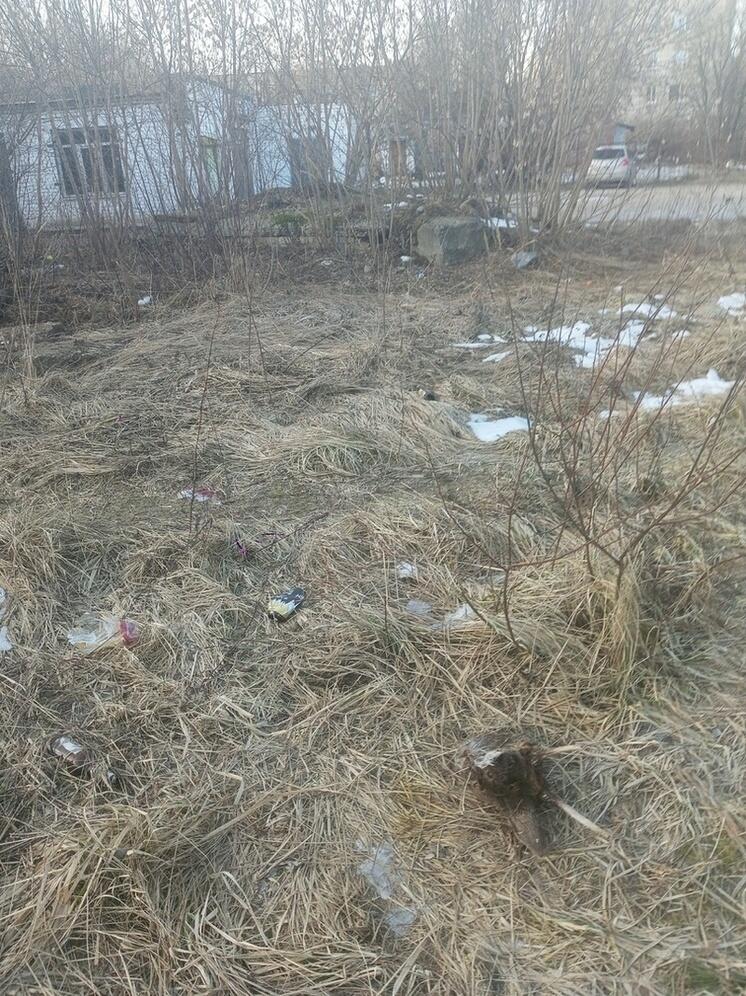 В Тверской области возле морга нашли отрезанную голову животного