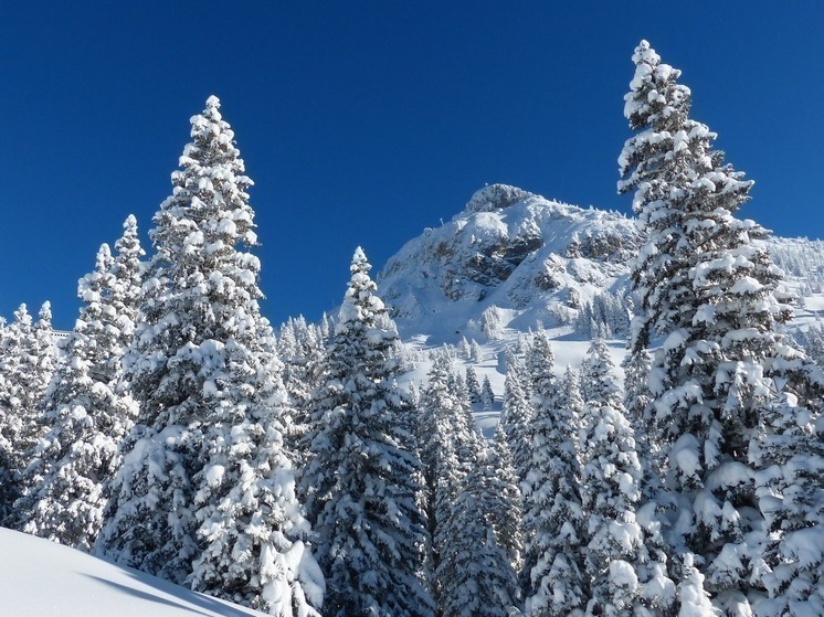 Мокрый снег и дождь ждёт жителей Псковской области 24 января