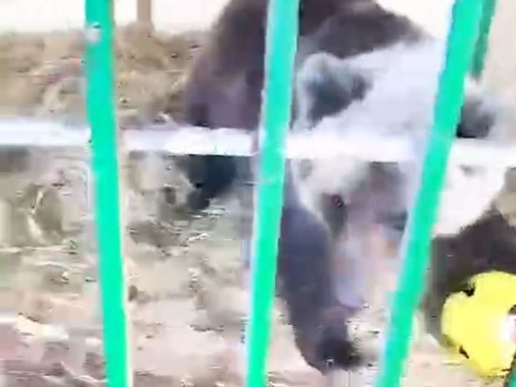 Медведица, которую спасли в Камчатском крае, должна сегодня прилететь в Подмосковье