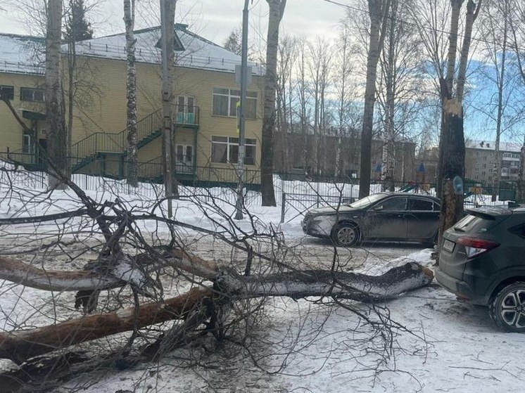 Бастрыкин взял под контроль дело о падении дерева на школьника в Новосибирске