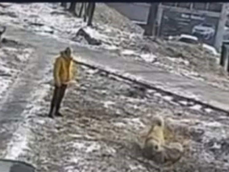 На Нейбута мужчина натравил двух алабаев на чужую собаку во Владивостоке: хаски жив