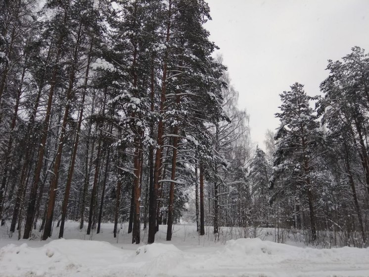 На границе Ленинградской и Новгородской областей 24 января сбили три БПЛА