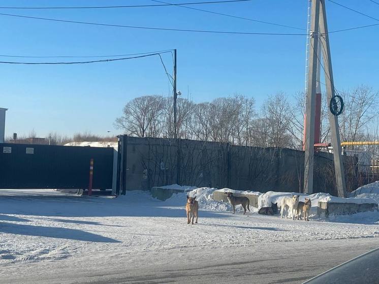 Житель Новосибирска пытался спасти женщину, погибшую после нападения стаи собак