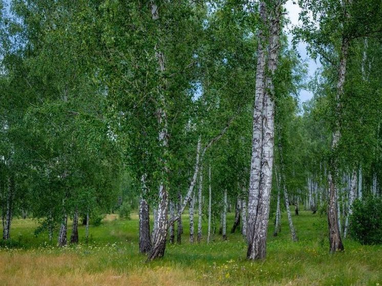 Взятку дровами дал сотруднику ГИБДД житель Чебаркуля