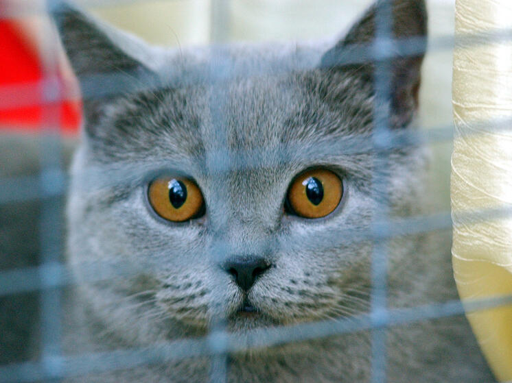 Семь кошек в переносках и собаку выбросили неизвестные на улице в Королеве