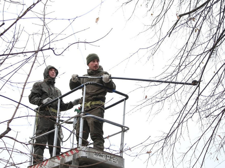 В Воронеже прошел мастер-класс по формовочной обрезке деревьев