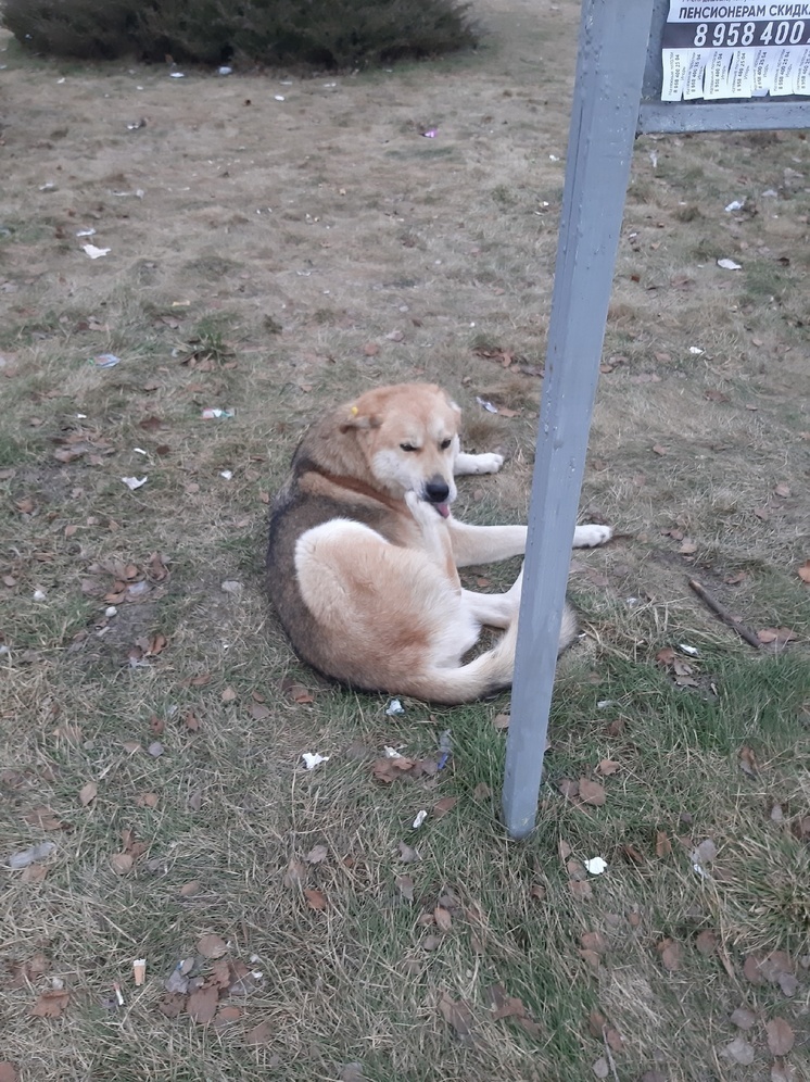 В районе Воротынска приметили потерявшегося пса