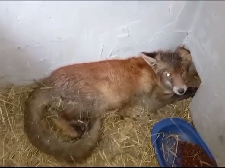 У жителей поселка Ковалево в кошачьем домике поселился лисенок