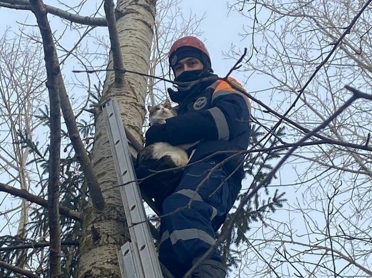 В Башкирии для застрявшей на дереве кошки вызвали спасателей