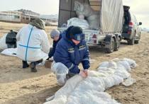 На побережье работают волонтеры из 15 российских регионов