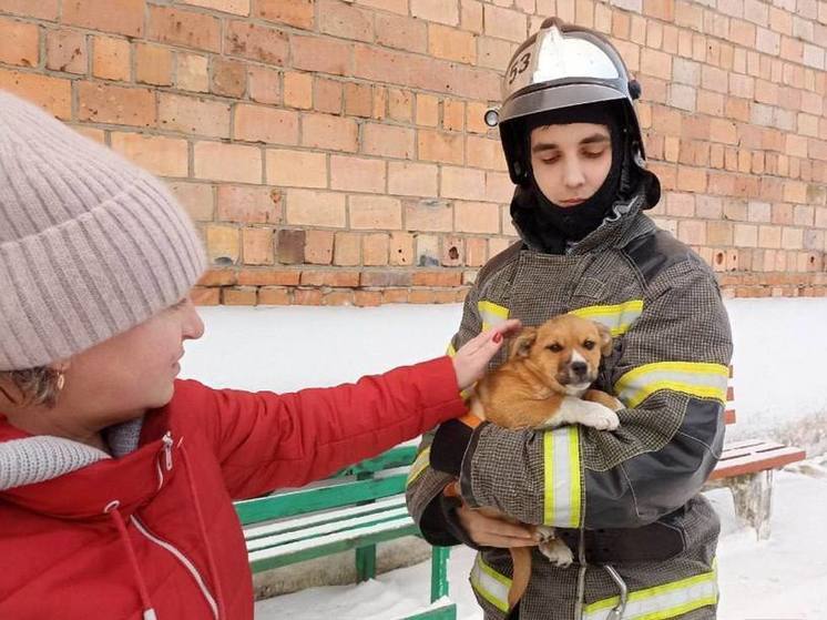 В Красноярском крае спасли щенка из вентиляции