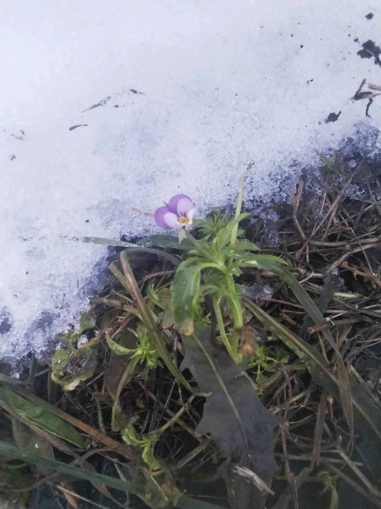 Плюсовая температура ожидается в Нижнем Новгороде в середине зимы