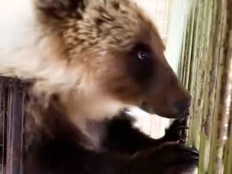 Медведица Любава привыкает к новому дому в Подмосковье