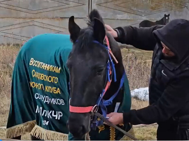 В херсонском конном клубе "Терсан" показали нового жеребца