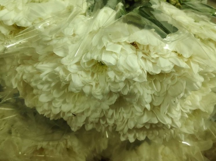 Опасная красота: более 3 тысяч зараженных цветов пытались перевезти через границу Псковской области