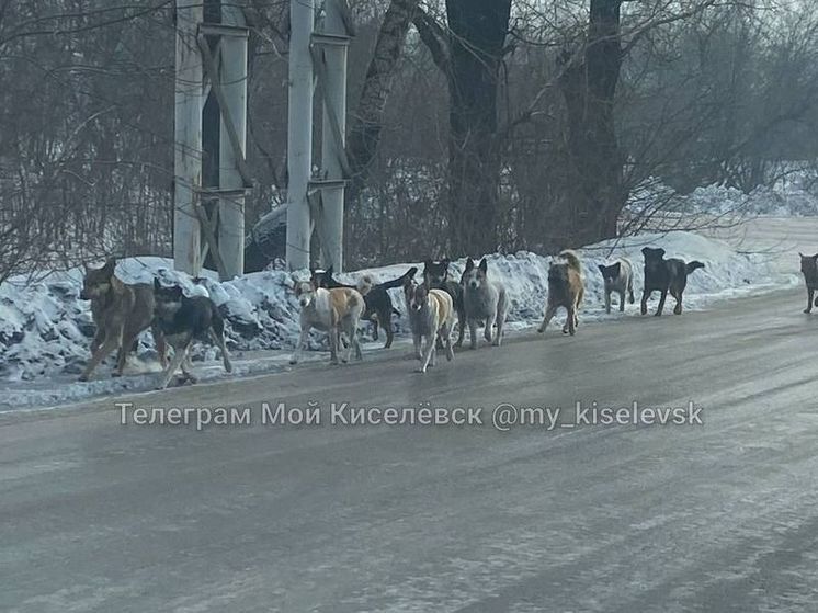 Жителям Киселевска угрожает большая стая бездомных собак