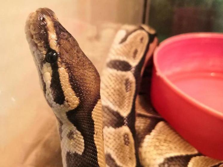 "Они остро чувствуют страх": бывшая сотрудница томского зоопарка рассказала о символе 2025 года