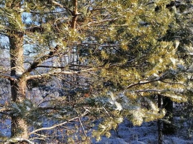 Необычный гриб заметили любители «тихой охоты» в Подмосковье